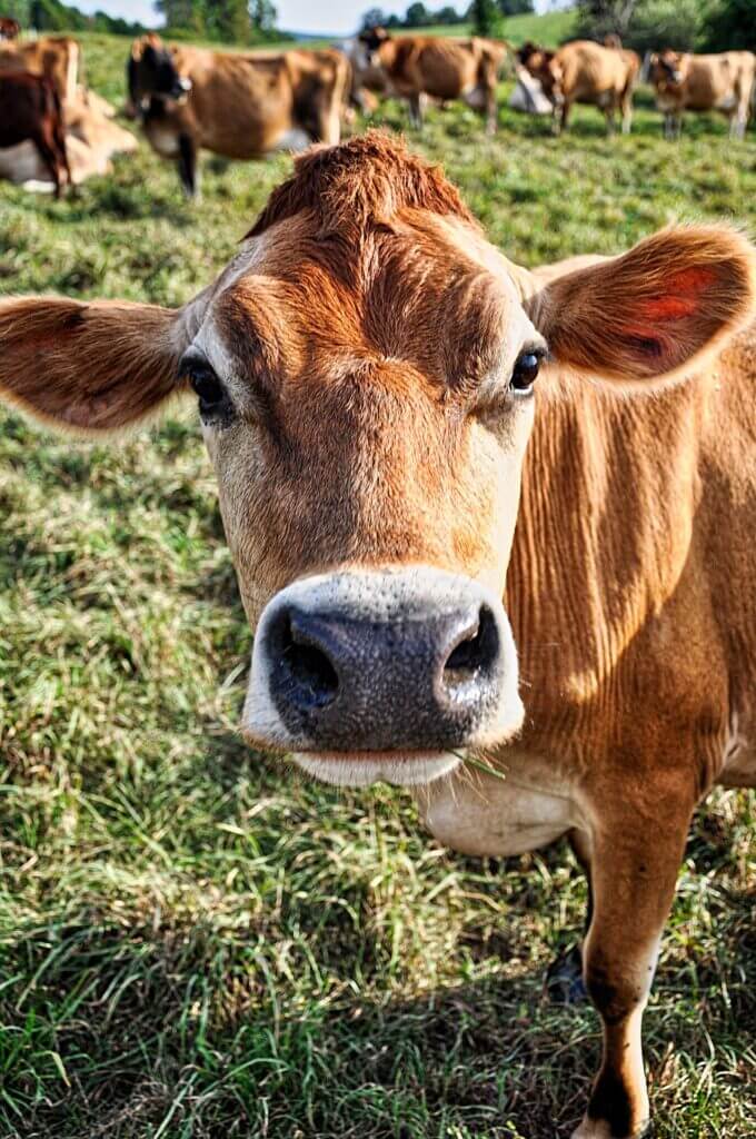 Jersey cow