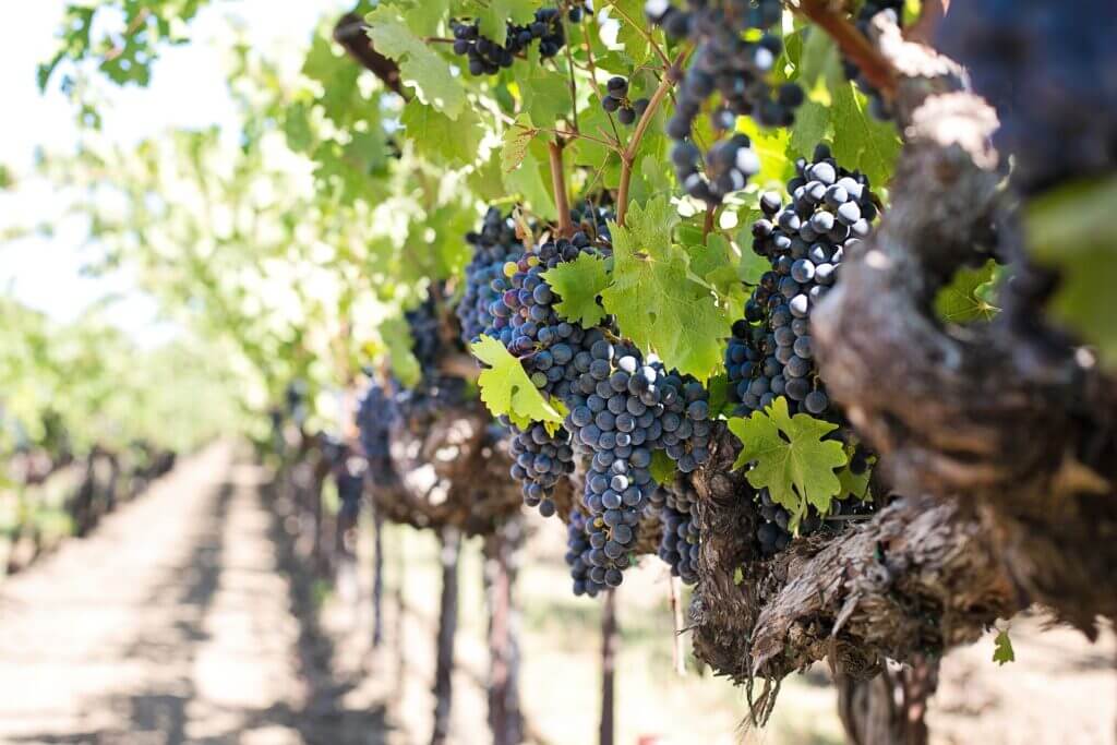 Cornish vineyard