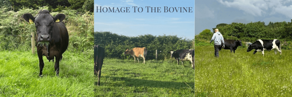 Homage to the bovine