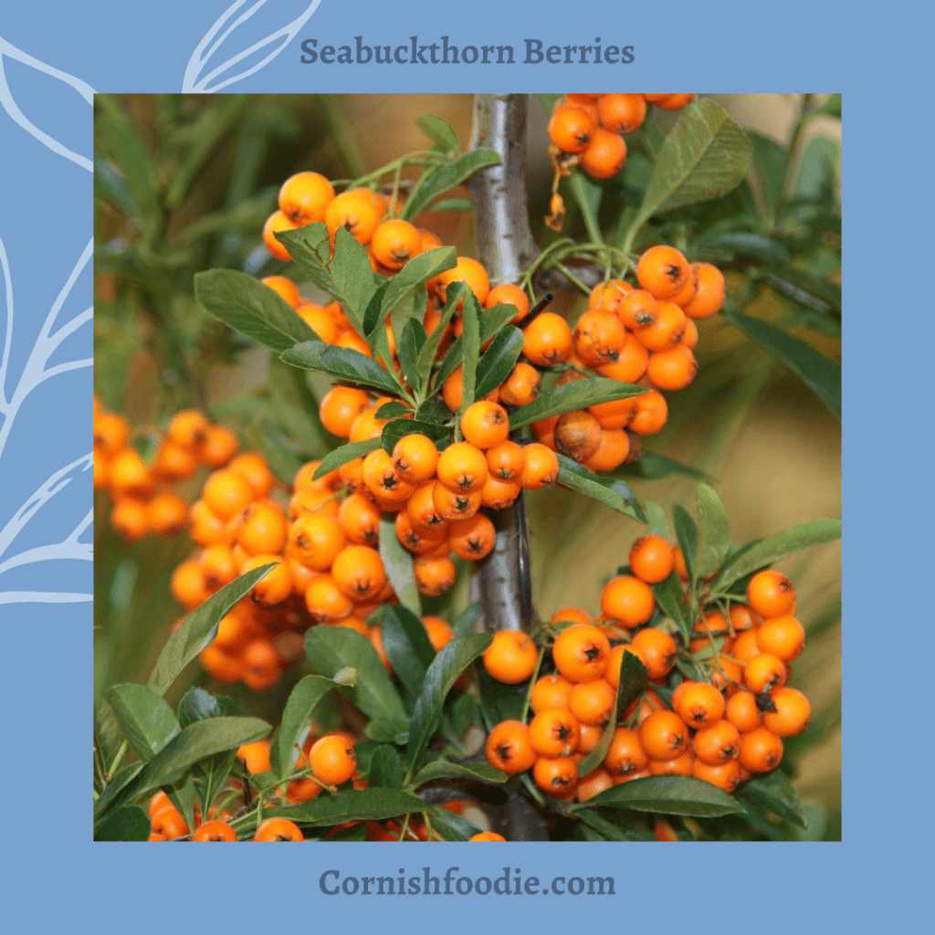 Seabuckthorn berries