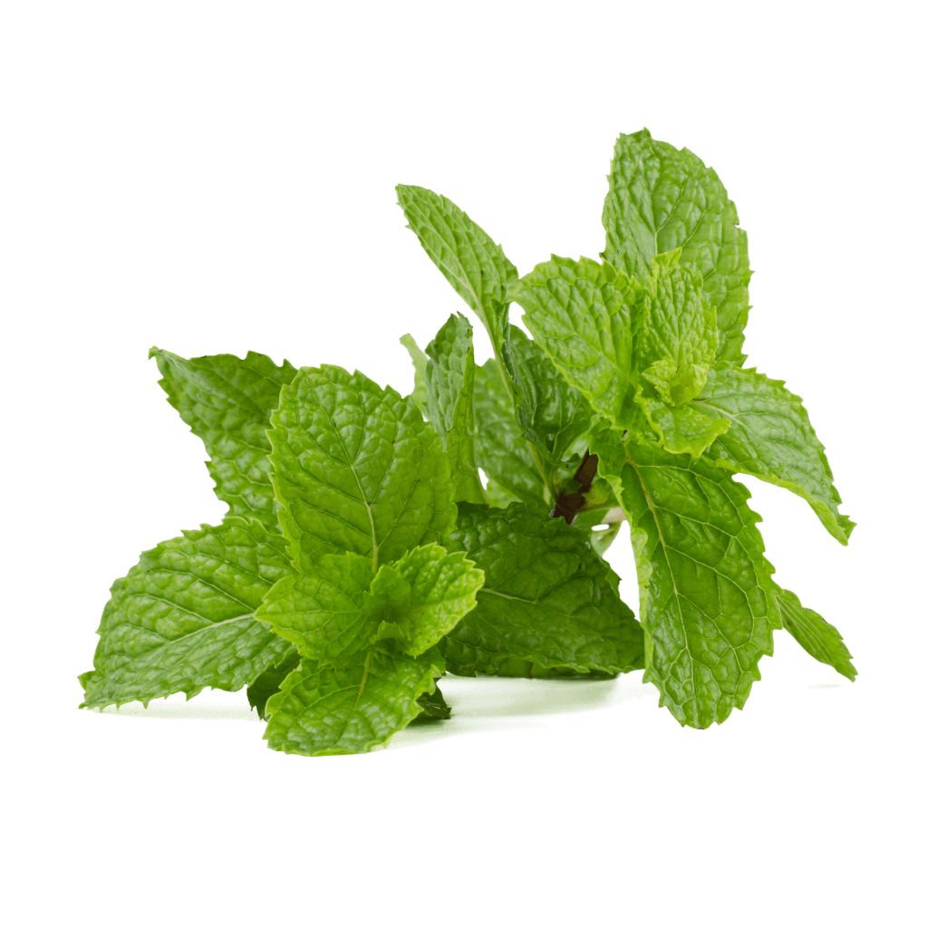 mint leaves